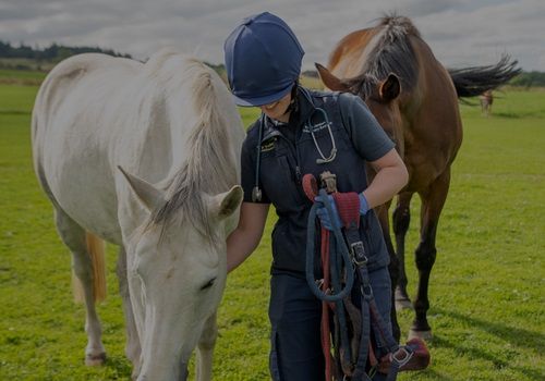 Equine services