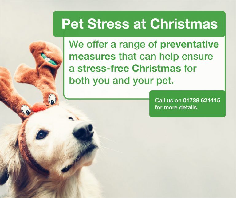 Pet Stress At Christmas