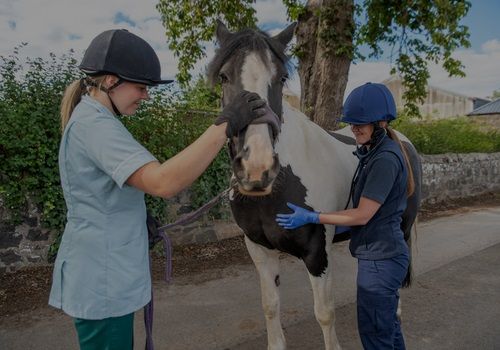 Equine facilities