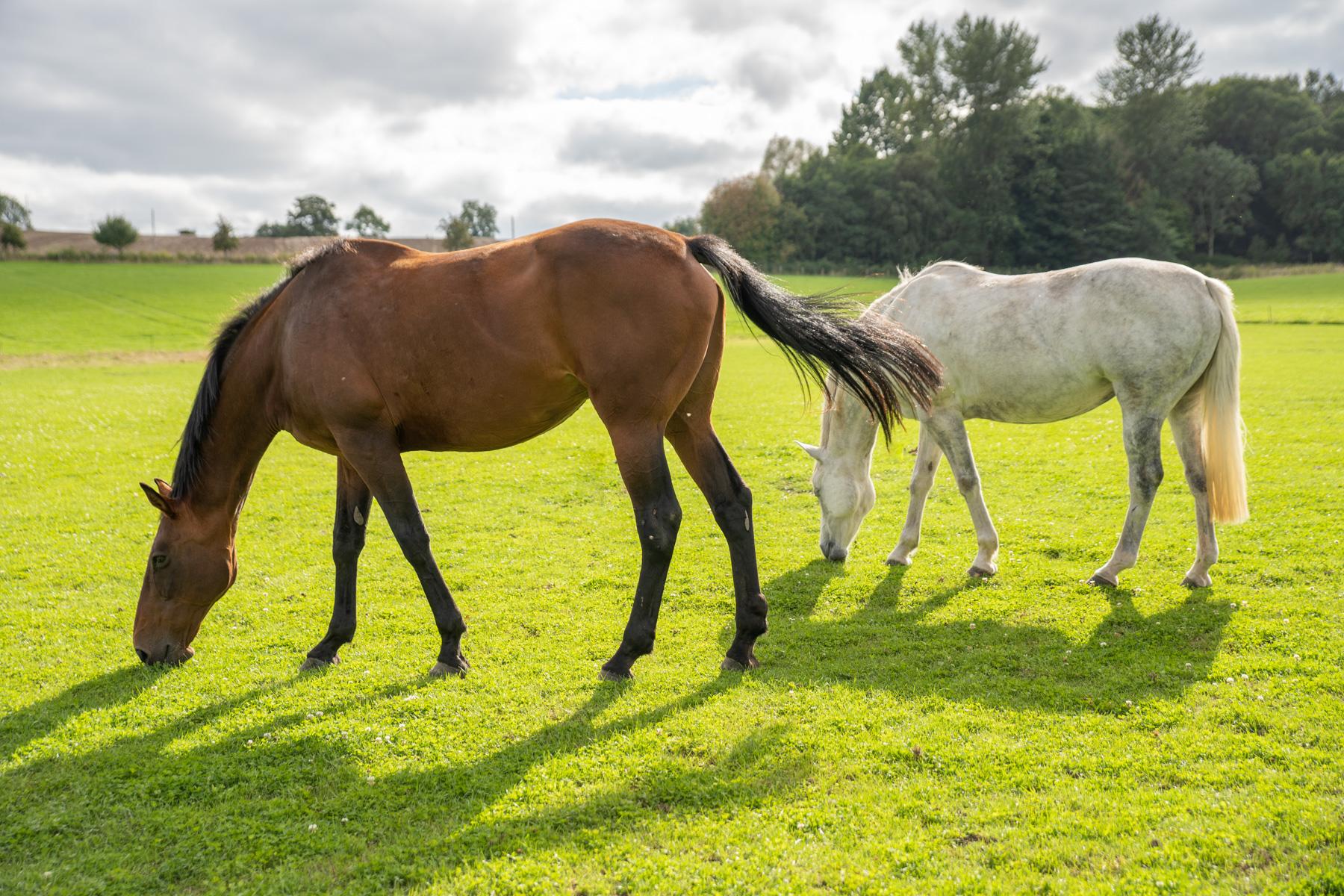 Tay Valley Vets (Web) 148